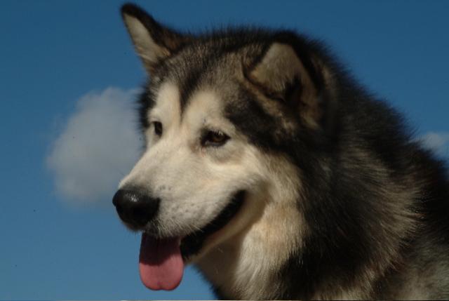 Int./Dutch Champion Windchaser's Like Father Like Son