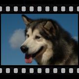 Int./Dutch Champion Windchaser's Like Father Like Son [Click for larger image]