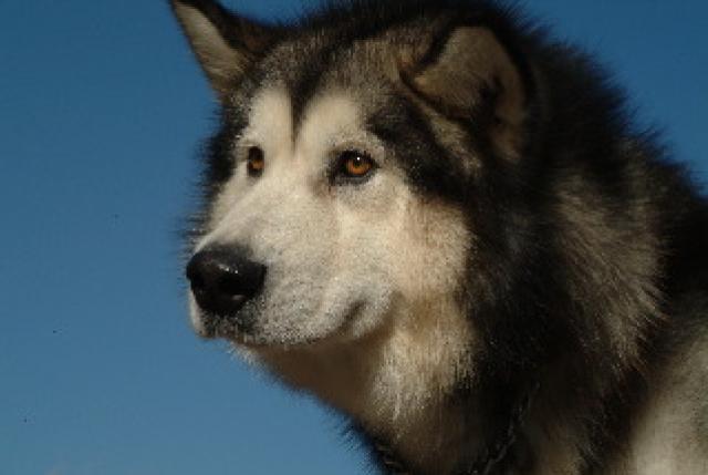 Dutch Champion - Windchaser's Like Father Like Son