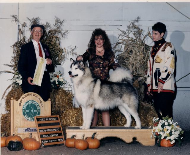 American/Canadian Champion Windchaser's Little Drummer Boy