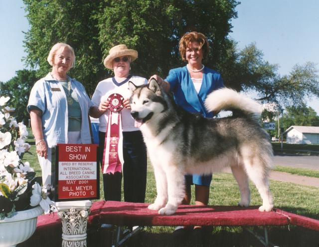 Multiple Best In Show/BBE, Am. Ch. Windchaser's Canadian Hunter