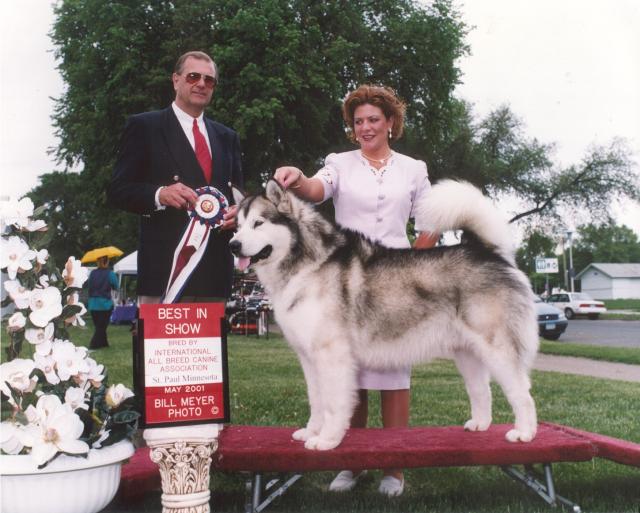 Multiple Best In Show/BBE, Am. Ch. Windchaser's Canadian Hunter