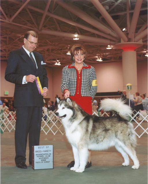 Multiple Best in Show International, BBE, BVIS, Am/Can Ch. Windchaser's Canadian Hunter