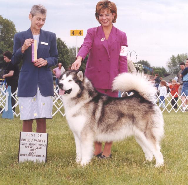 Andrea Ste. Jhourre with Multiple Best in Show/BBE, BVIS Am/Can Ch. Windchaser's Canadian Hunter