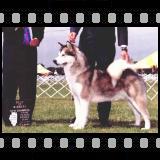 American/Canadian Champion Windchaser's  Legend of Shadowolf WPD, WWPD [Click for larger image]