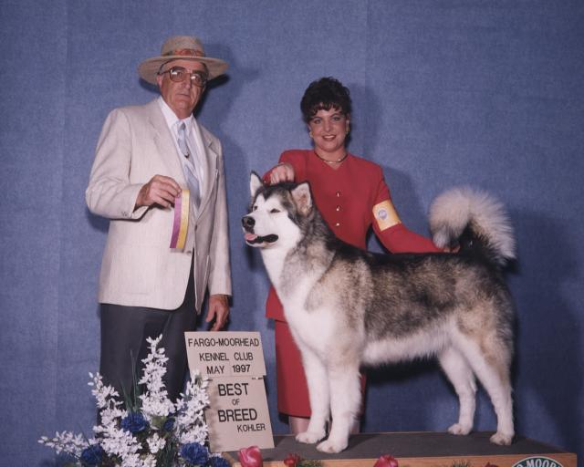 American Champion Staghorn's Champagne Kisses