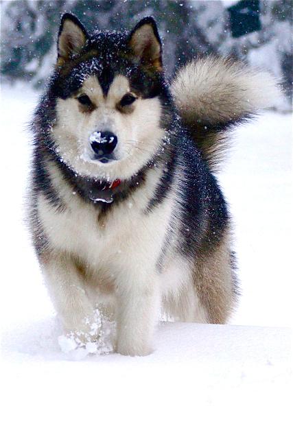 Keeper enjoying the seasons first snow