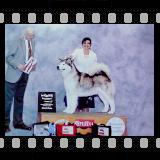 BPIS, BISS, Multiple BVIS,  Am/Grand Champion Ch.  Windchaser's Still The Same 