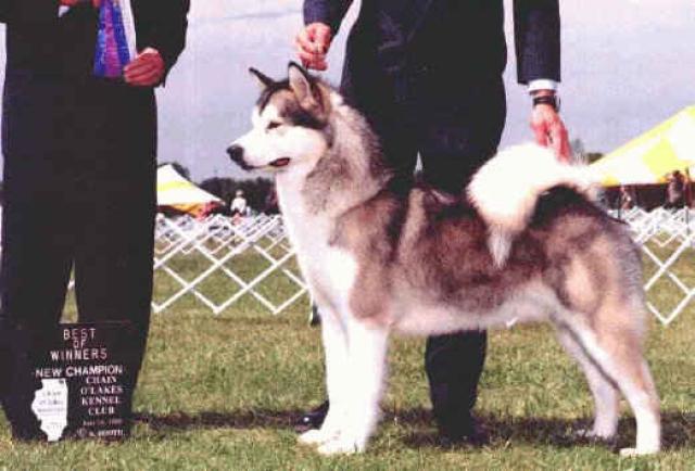 American/Canadian Champion Windchaser's  Legend of Shadowolf WPD, WWPD