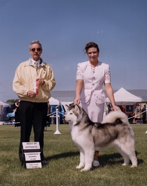 American Champion Staghorn's S-Keemo Breeze